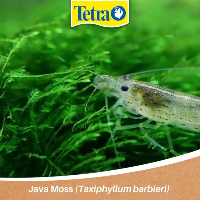 Java Moss (Taxiphyllum barbieri) Java Moss (Taxiphyllum barbieri)