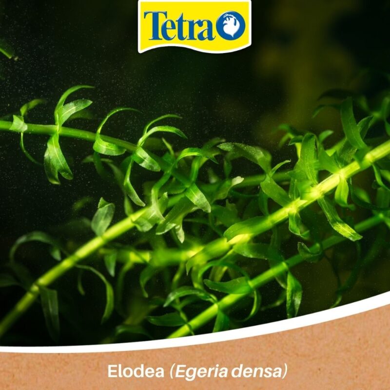Elodea (Egeria densa) Elodea (Egeria densa)
