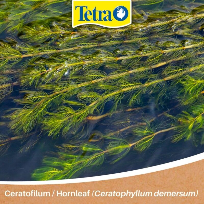 plante pentru acvariștii începători Ceratofilum / Hornleaf (Ceratophyllum demersum) Ceratofilum / Hornleaf (Ceratophyllum demersum) plante pentru acvariștii începători