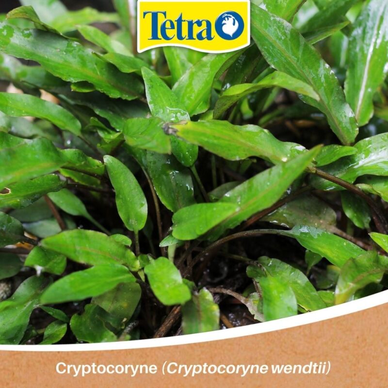 Cryptocoryne(Cryptocoryne wendtii) Cryptocoryne(Cryptocoryne wendtii) plante pentru acvariștii începători