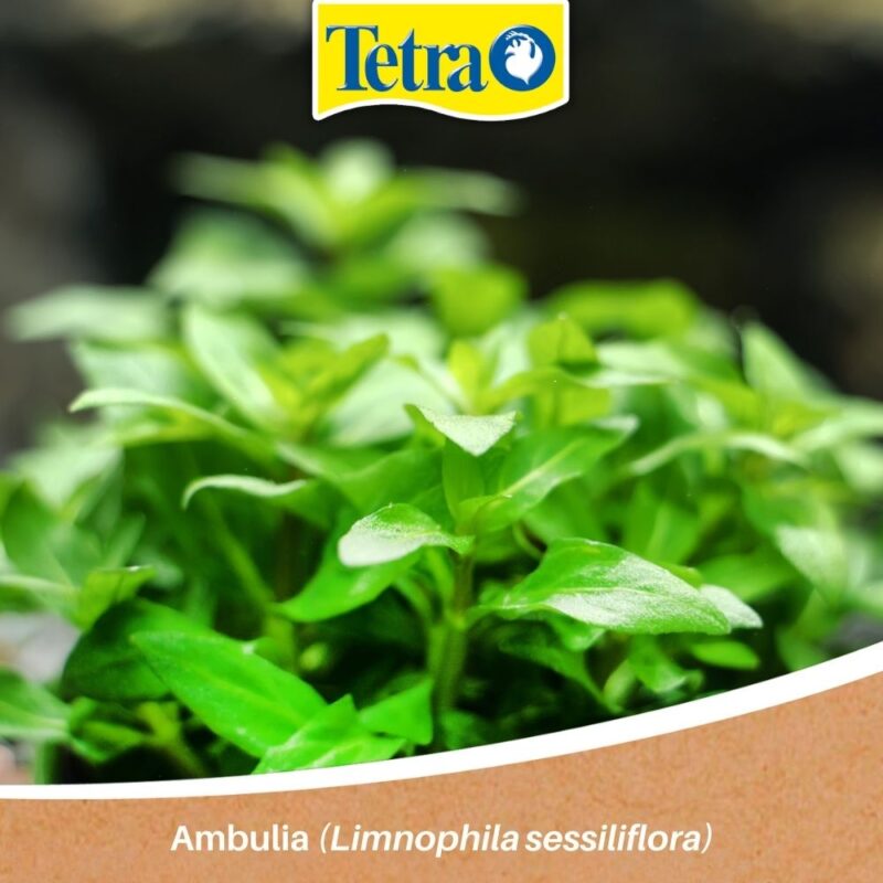 Ambulia (Limnophila sessiliflora) plante pentru acvariștii începători Ambulia (Limnophila sessiliflora) plante pentru acvariștii începători