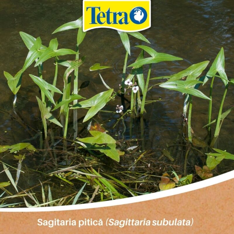 Sagitaria pitică (Sagittaria subulata) Sagitaria pitică (Sagittaria subulata) plante pentru acvariștii începători