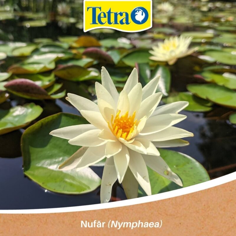 Nufăr (Nymphaea) plante pentru iaz Nufăr (Nymphaea) plante pentru iaz