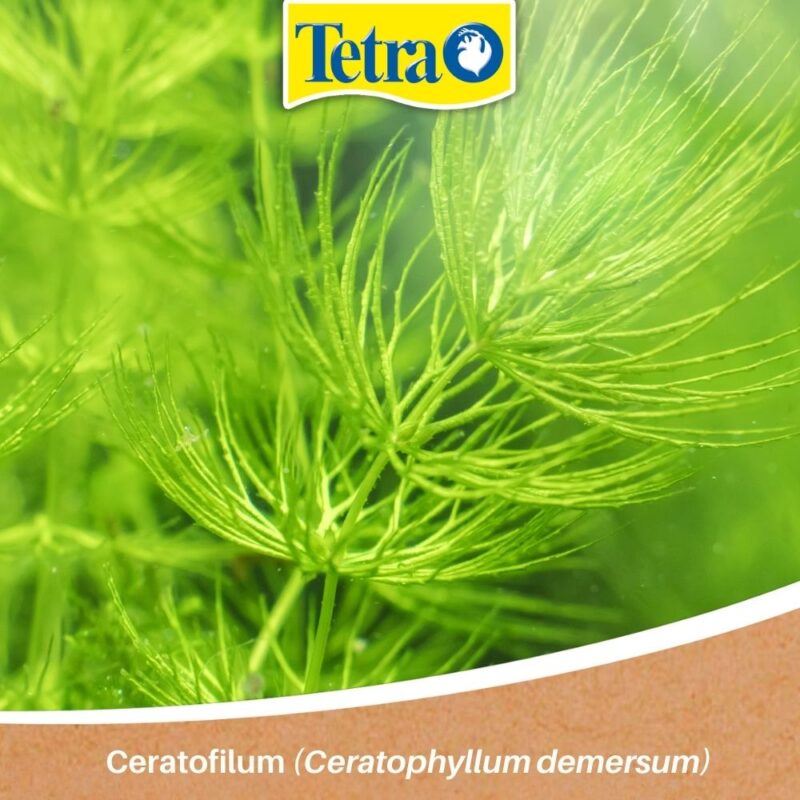 Ceratofilum (Ceratophyllum demersum) Ceratofilum (Ceratophyllum demersum)