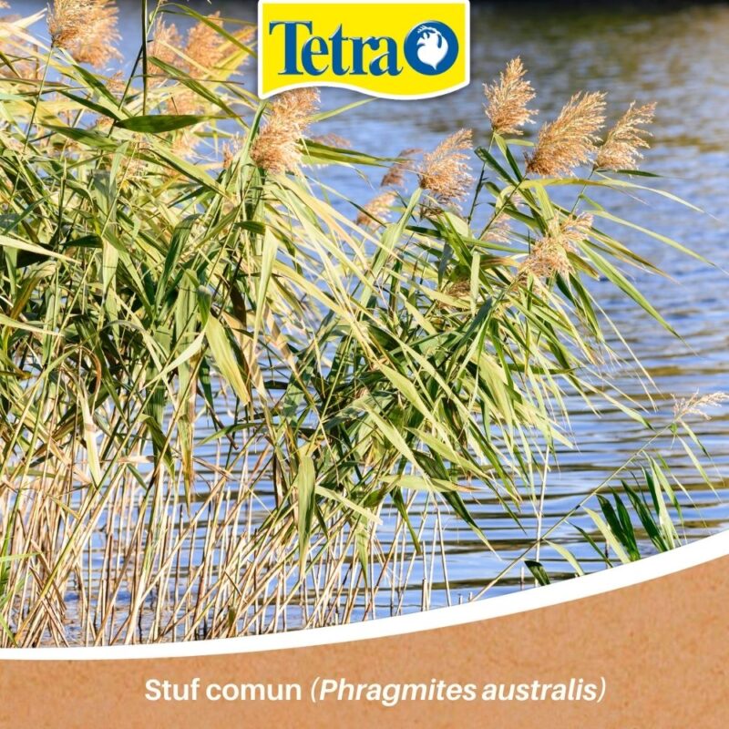 Stuf comun (Phragmites australis) Stuf comun (Phragmites australis)
