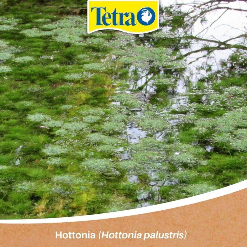 Hottonia (Hottonia palustris) Hottonia (Hottonia palustris)