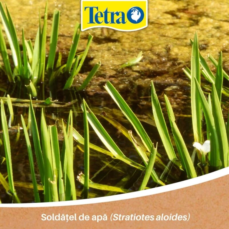 Soldățel de apă (Stratiotes aloides) Soldățel de apă (Stratiotes aloides)