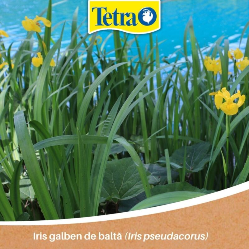 Iris galben de baltă (Iris pseudacorus) Iris galben de baltă (Iris pseudacorus)