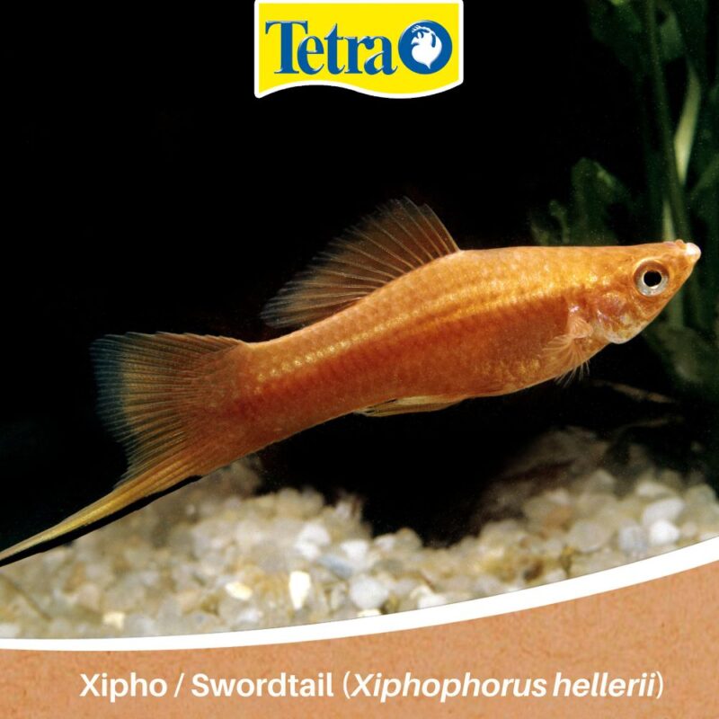 Xipho / Swordtail (Xiphophorus hellerii) pești pentru acvariștii începători