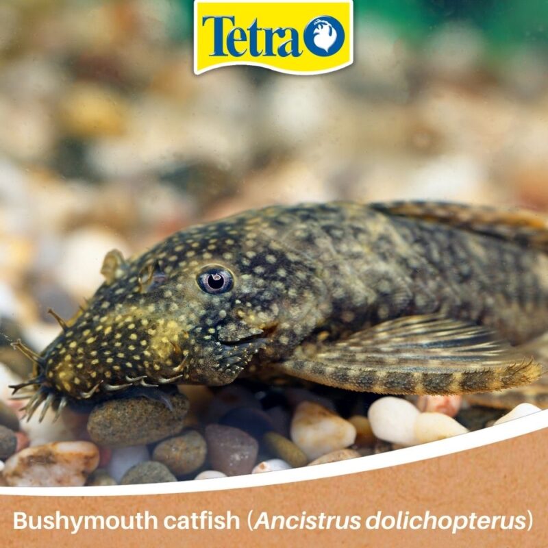 Bushymouth catfish (Ancistrus dolichopterus) pești pentru acvariștii începători