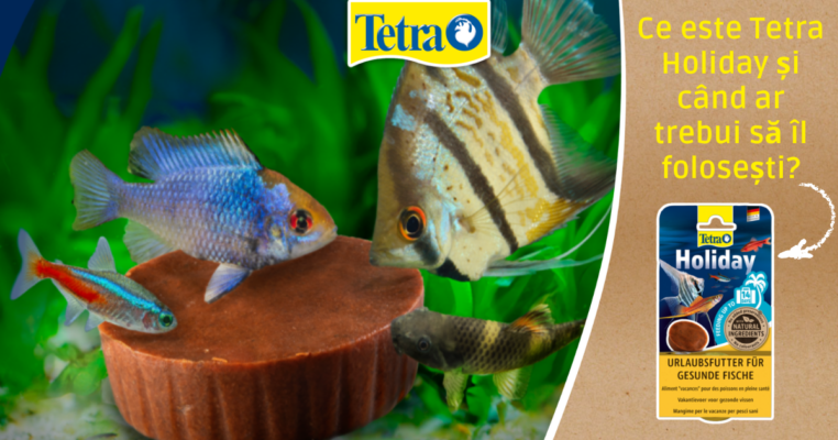 Cum îți hrănești peștii când ești plecat: ghid complet Tetra Holiday