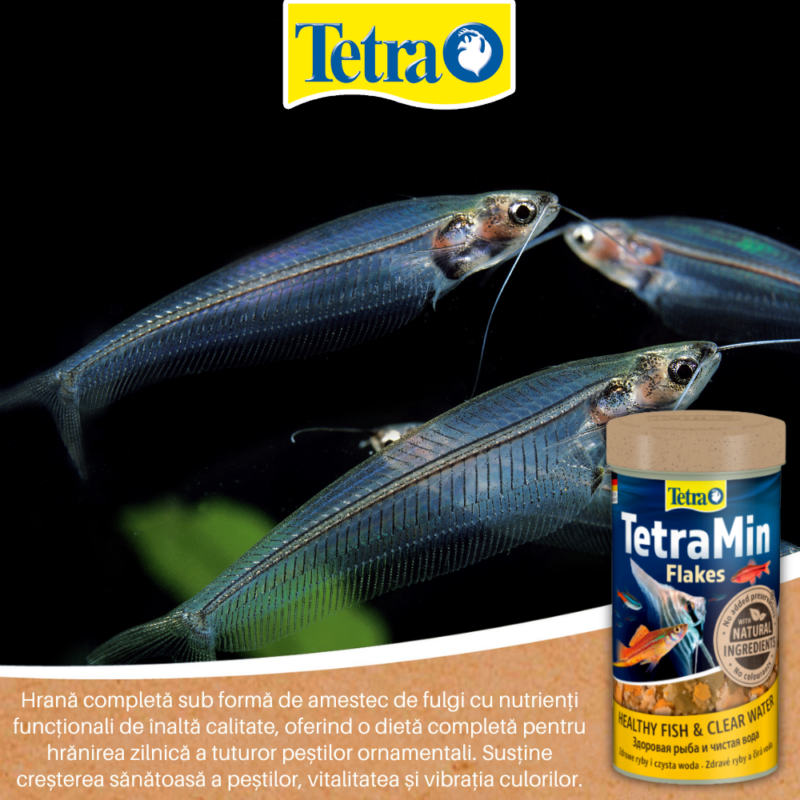 Glass catfish (Kryptopterus vitreolus) – peștele transparent/de sticlă