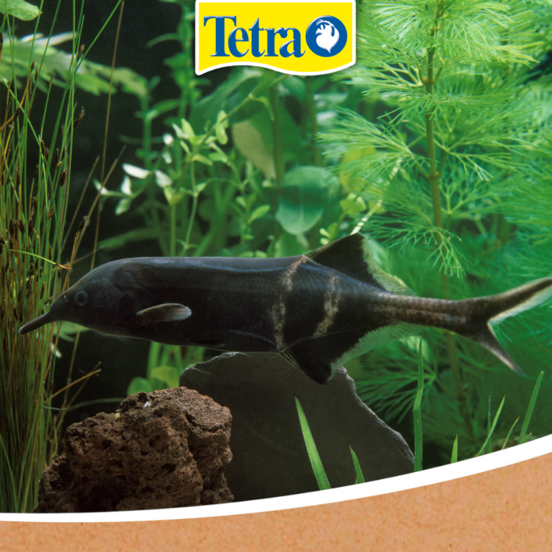 Elephant nose fish (Gnathonemus petersii) – peștele cu trompă