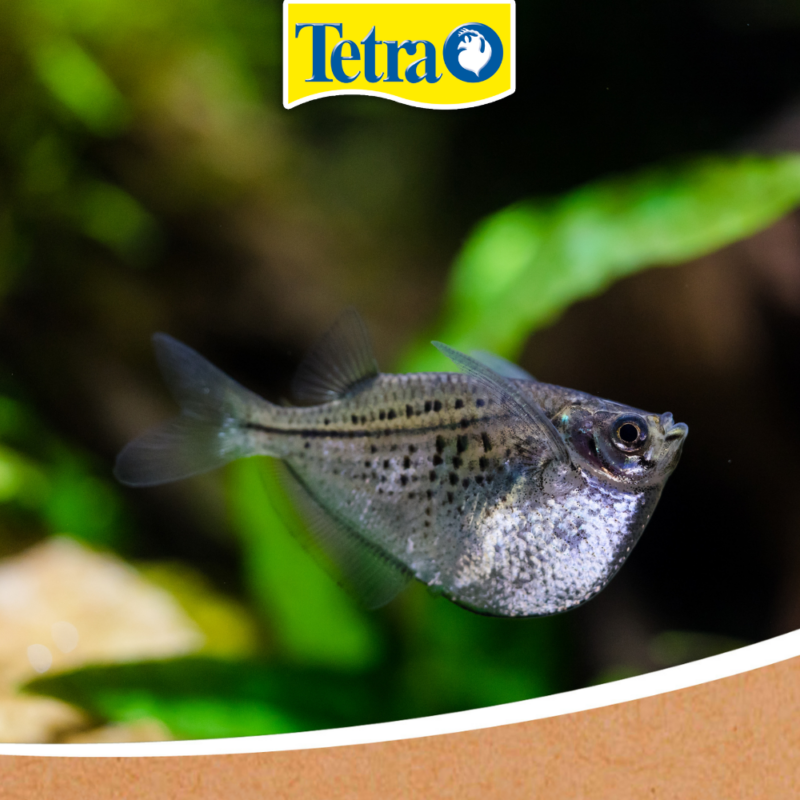 Hatchetfish (Carnegiella strigata) 