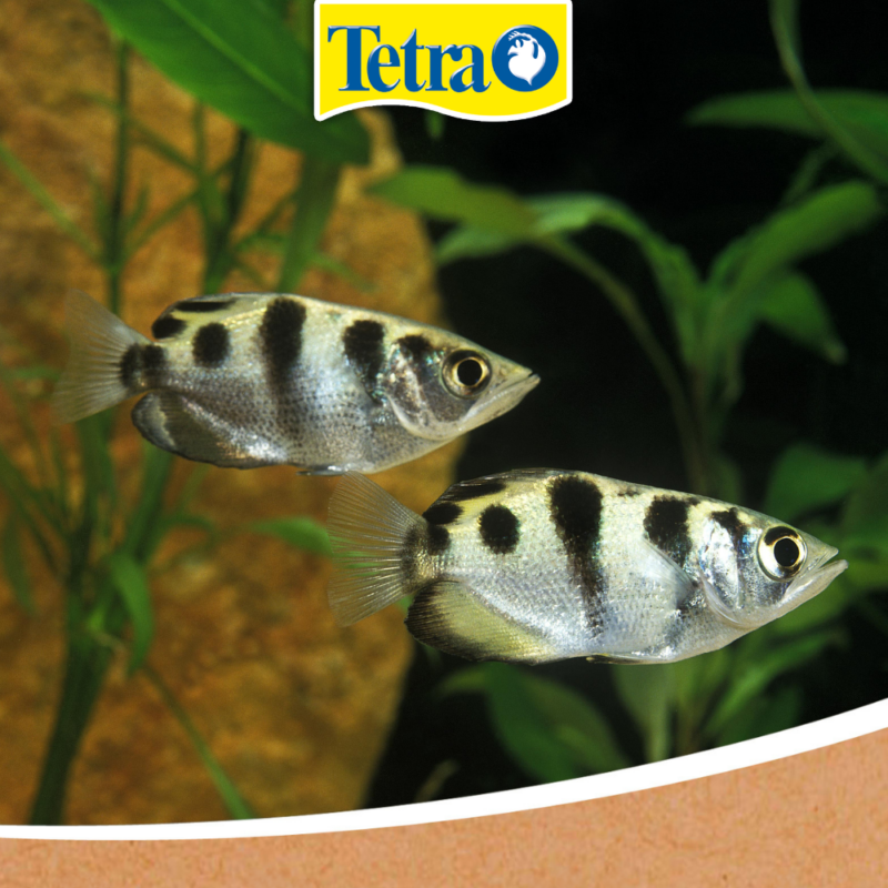 Archer fish (Toxotes jaculatrix) – peștele „arcaș”