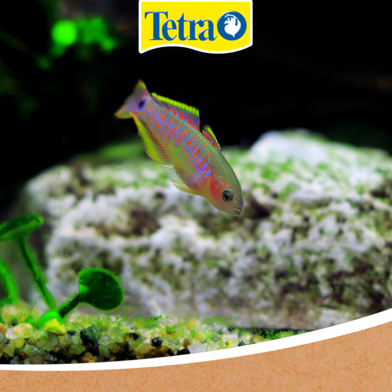 Peacock gudgeon (Tateurndina ocellicauda) 