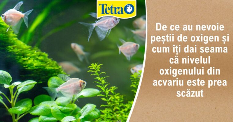 De ce au nevoie peștii de oxigen și cum îți dai seama că nivelul din acvariu este prea scăzut