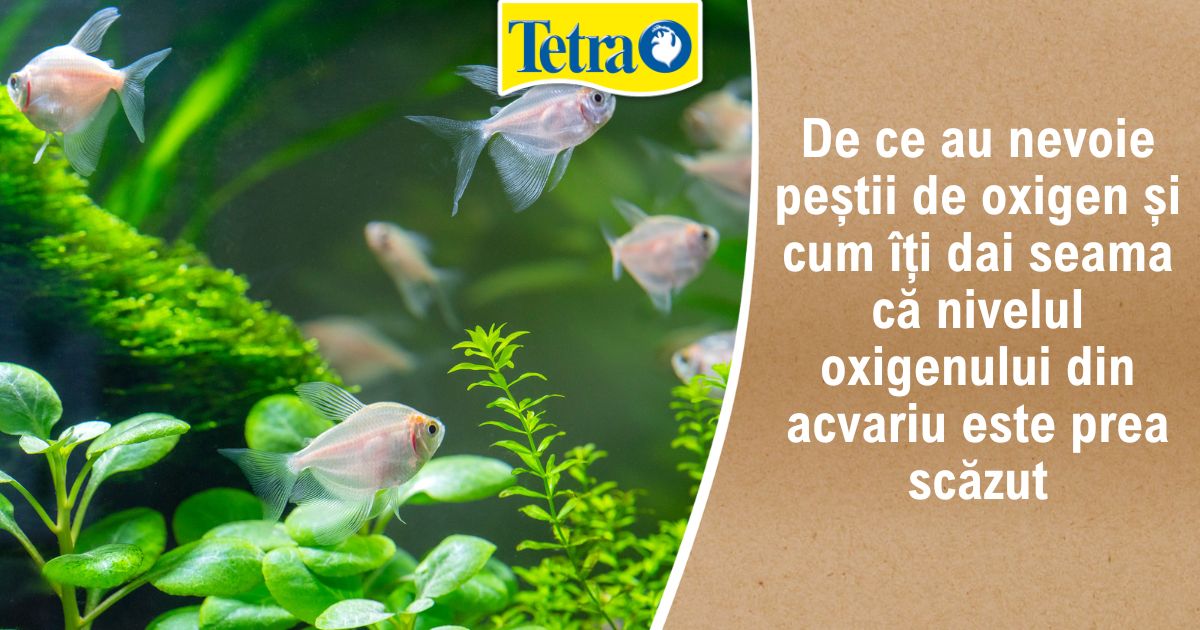 De ce au nevoie peștii de oxigen și cum îți dai seama că nivelul din acvariu este prea scăzut