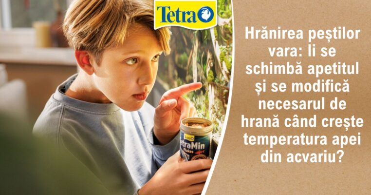 Hrănirea peștilor vara: li se schimbă apetitul și se modifică necesarul de hrană când crește temperatura apei din acvariu?