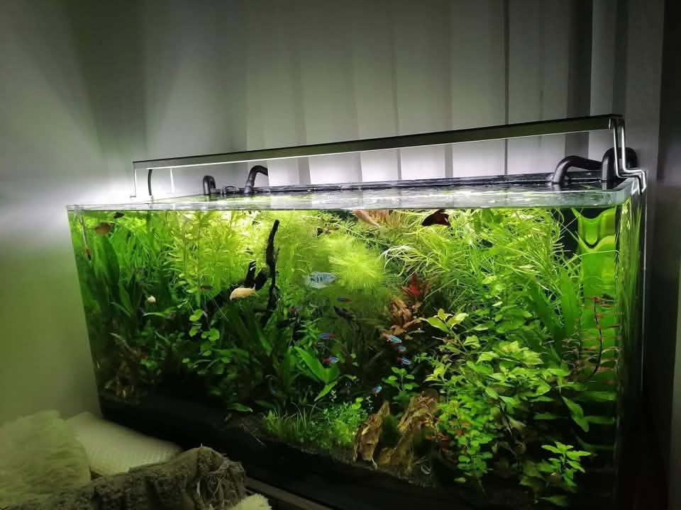 Edmond Chipurici Tetra 75