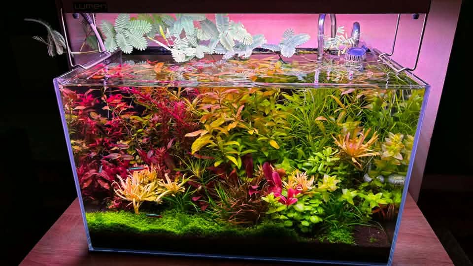 Mircea Malița Tetra 75