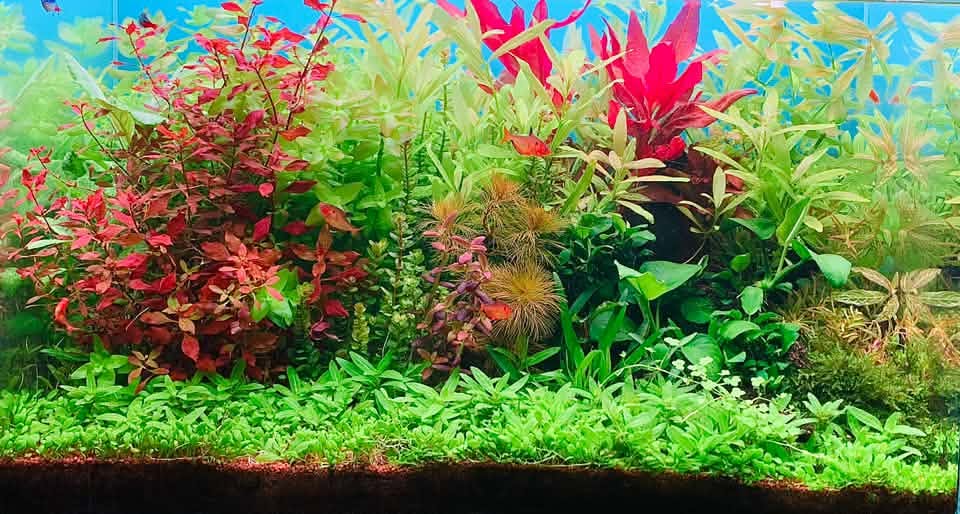 Oaida Vasile Tetra 75