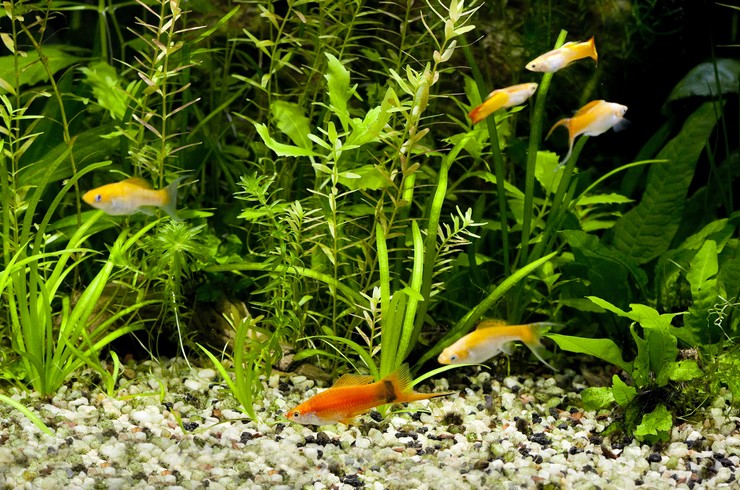 Аквариум с моллинезиями и меченосцами