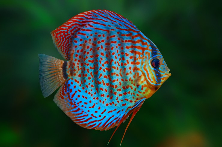 Красный дискус (Symphysodon discus)