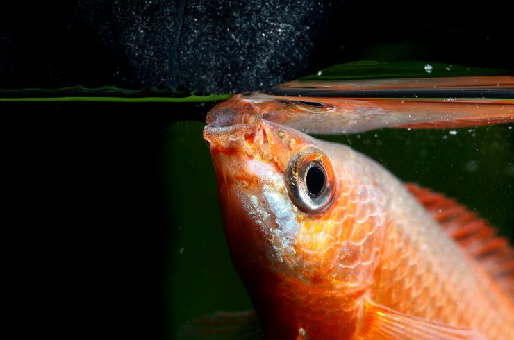Медовые гурами могут сбивать насекомых струей воды