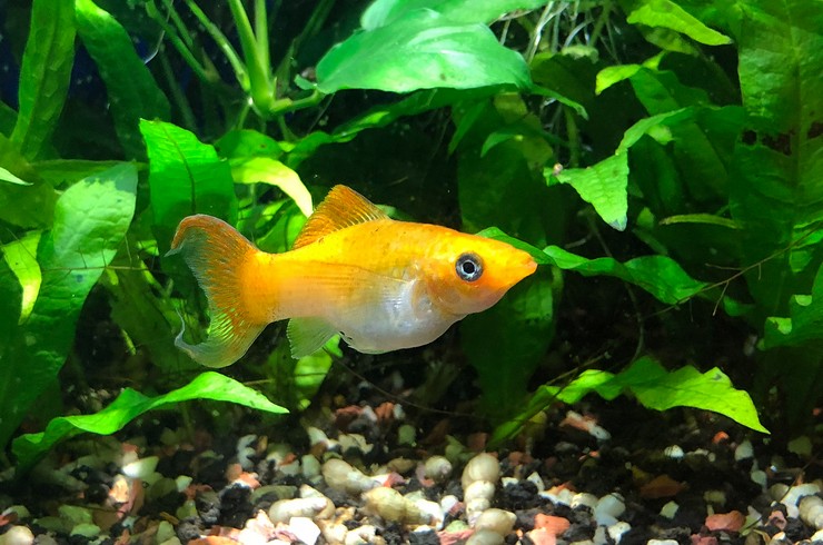 Моллинезия в аквариуме с живыми растениями