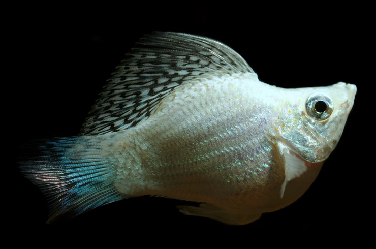 Моллинезия велифера форма «баллон»