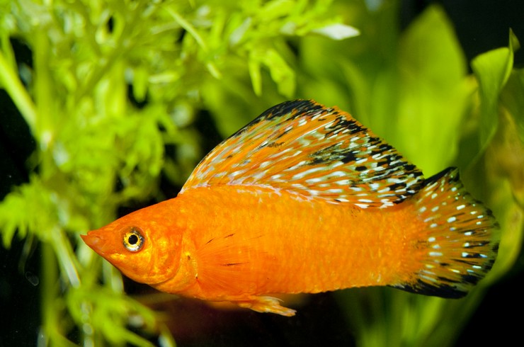 Моллинезия велифера (Poecilia velifera)