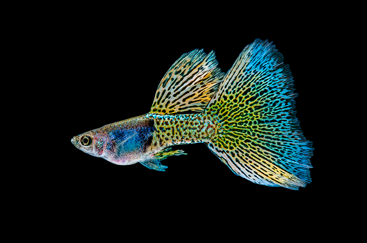 Обыкновенный гуппи – самая известная аквариумная рыбка