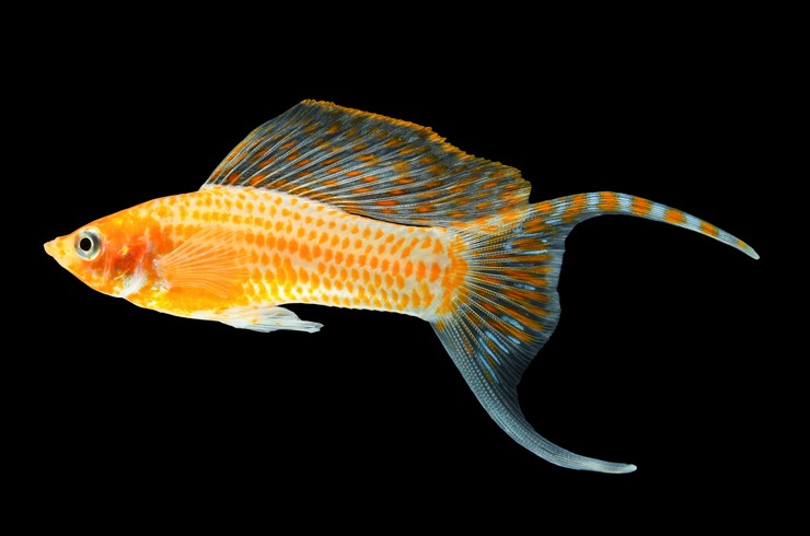 Селекционная форма моллинезия латипина