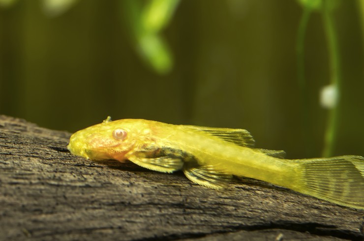 Анциструс золотой