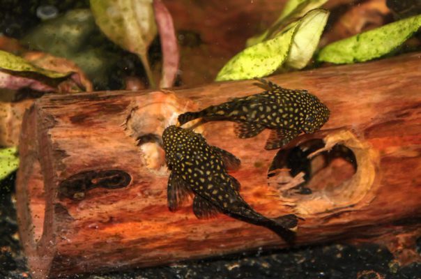 Анциструс: виды, уход, содержание, размножение, совместимость, корм ...