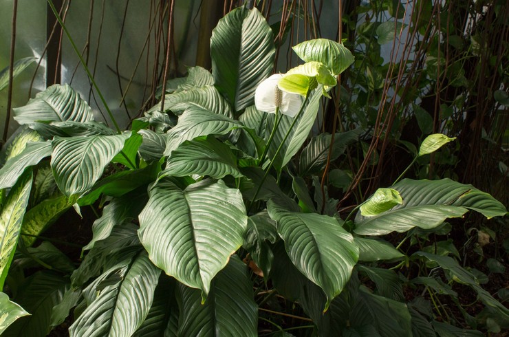 Анубиас копьевидный