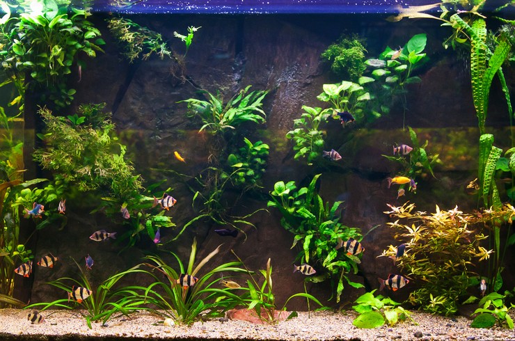 Анубисы можно выращивать, закрепляя на корягах