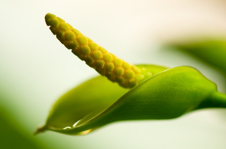 Цветок анубиаса