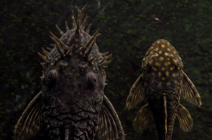 Самец и самка анциструса