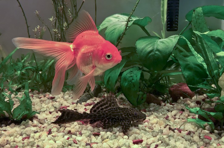 Жесткие листья анубиасов не повреждаются рыбками-любителями аквариумной зелени