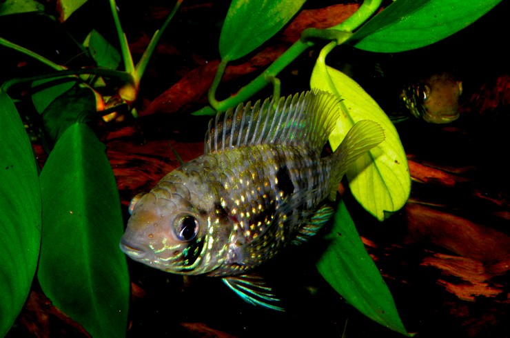 Акара в аквариуме с живыми растениями