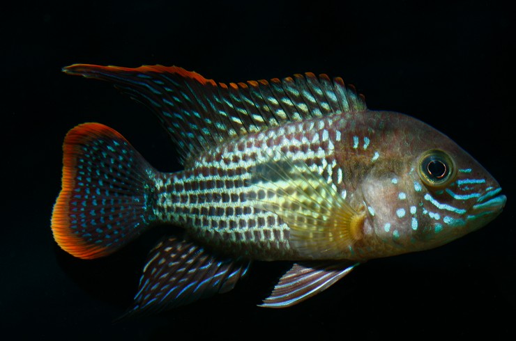 Бирюзовая акара. Внешний вид