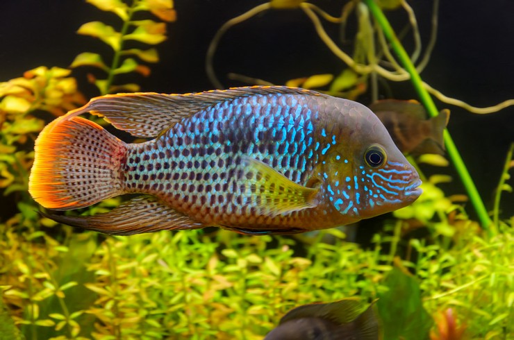 Бирюзовая акара