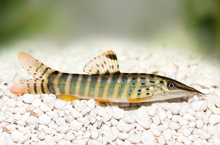 Боция Бердмора (Syncrossus berdmorei)