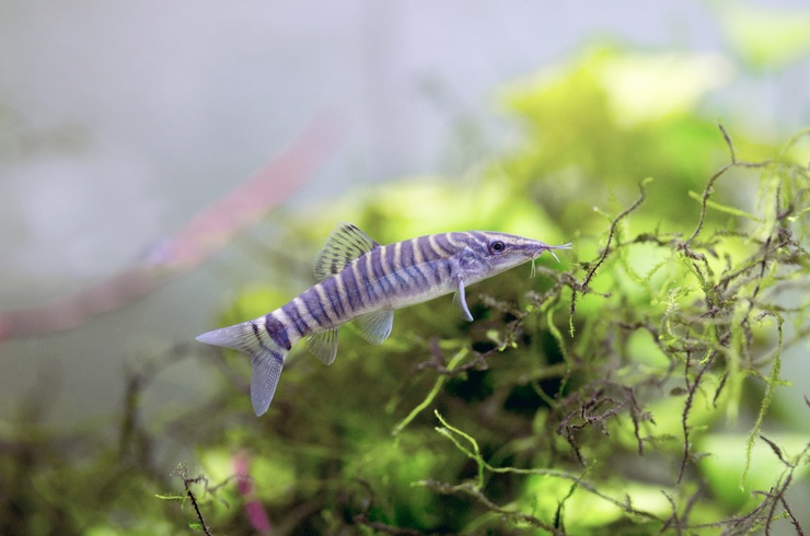 Боция тигровая (Syncrossus hymenophysa)