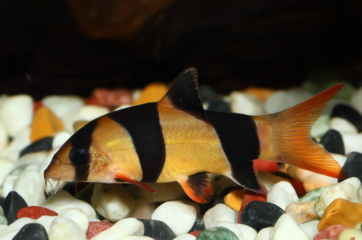 Окатанная галька – лучший грунт для боций