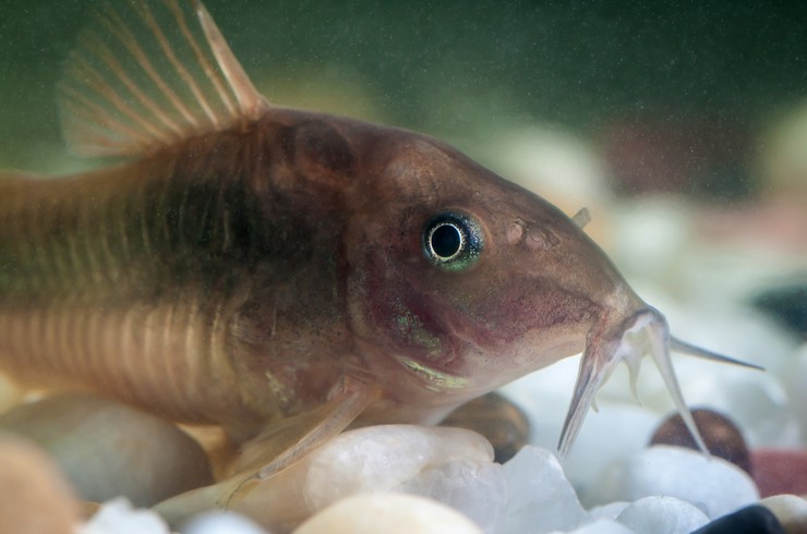 Чувствительные усики играют большую роль в жизни коридорасов.