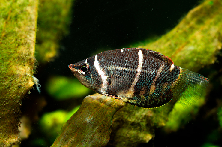 Гурами шоколадные – непростые в уходе рыбки