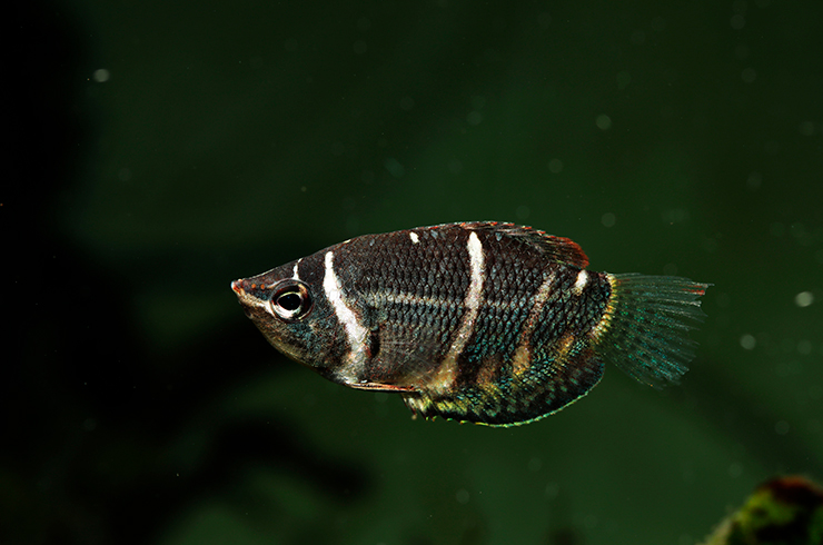 Гурами шоколадный. Внешний вид